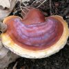 Reishi mushroom