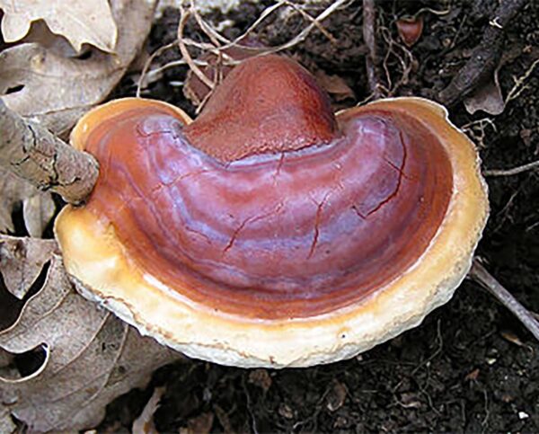 Reishi mushroom